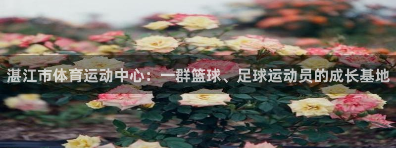 一竞技官网登录方式：湛江市体育运动中心：一群篮球、足球运动员